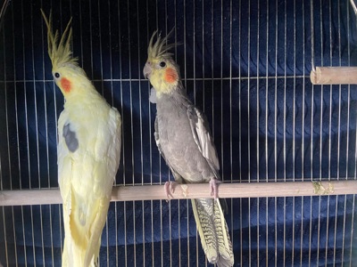 Самець і самка