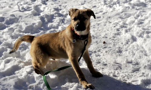 Цуценя Ларго