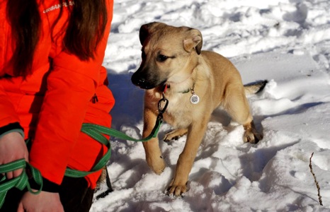 Цуценя Ларго