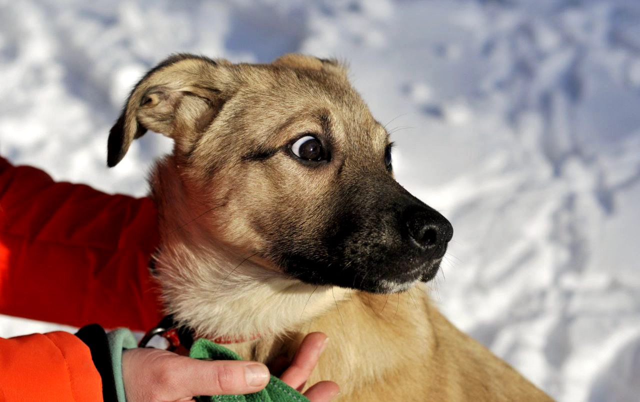 Цуценя Ларго