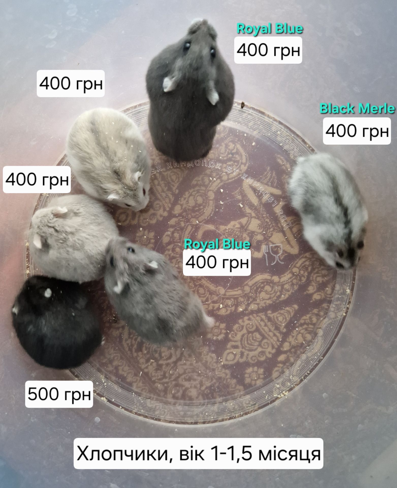 Обирай Розкішного Хома по відео