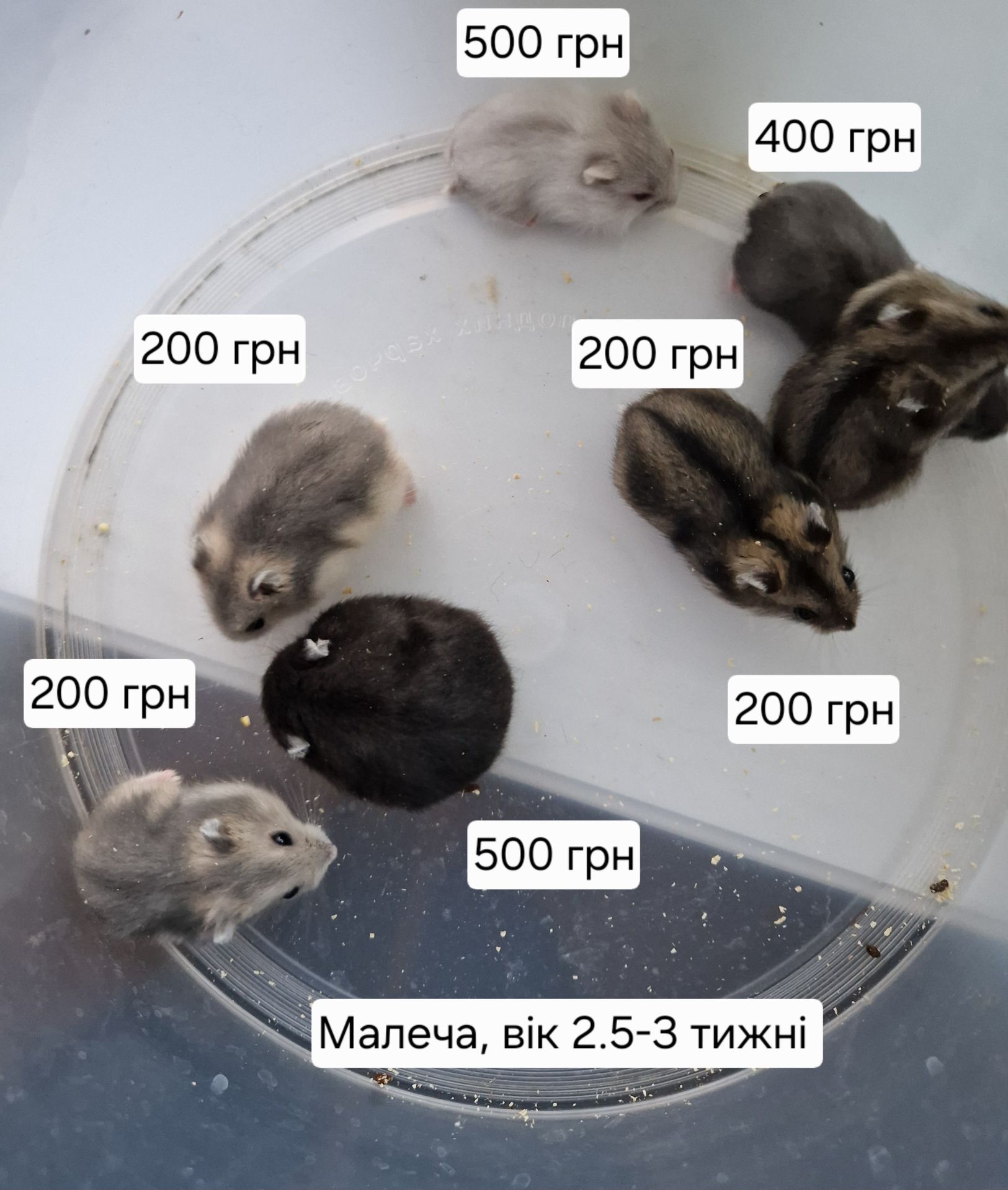 Обирай Розкішного Хома по відео