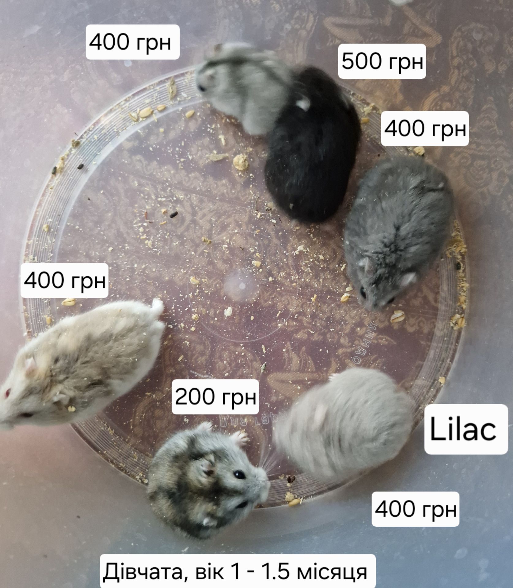 Обирай Розкішного Хома по відео