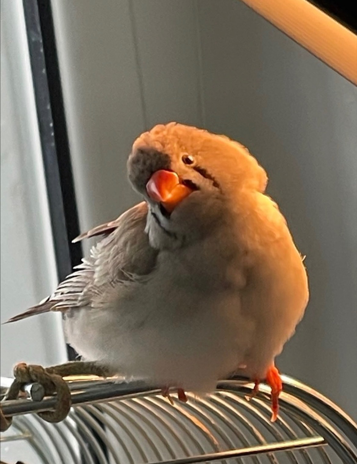 Зебровая амадина