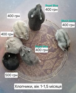 Обирай Розкішного Хома по відео