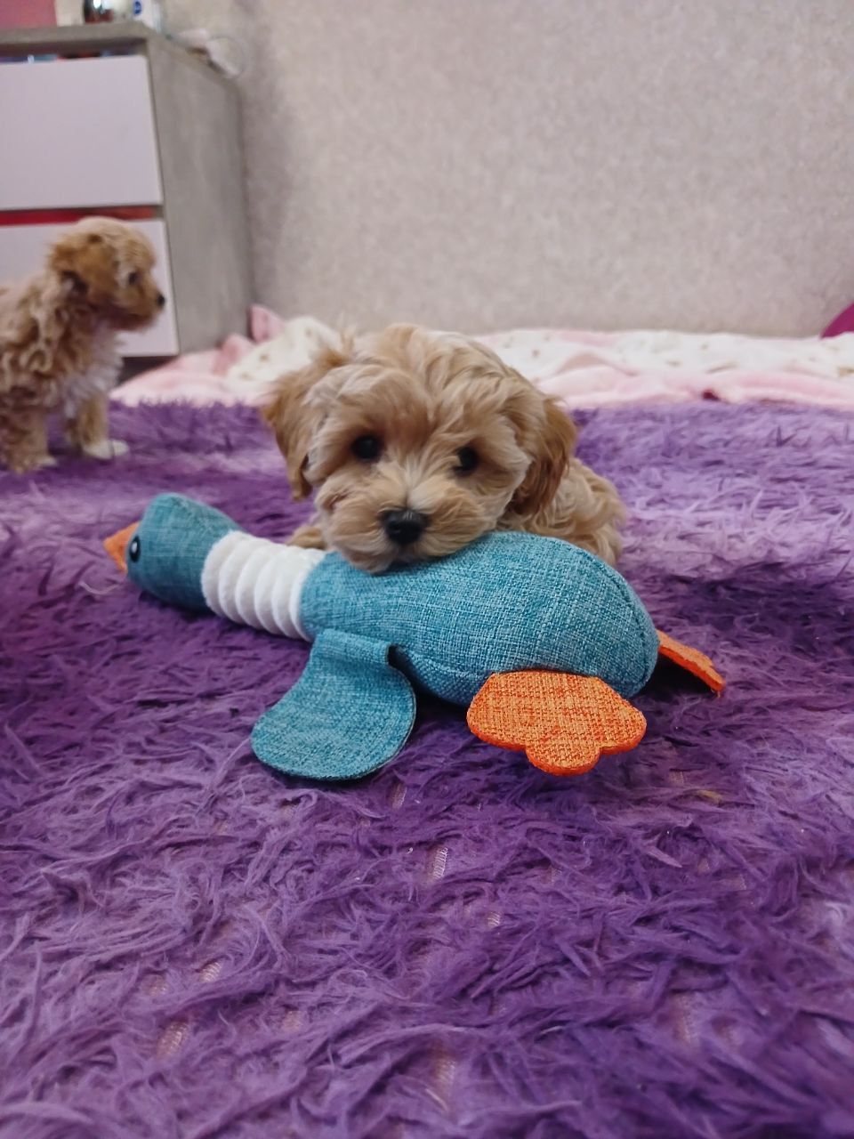 Манюня мікро мальтипу