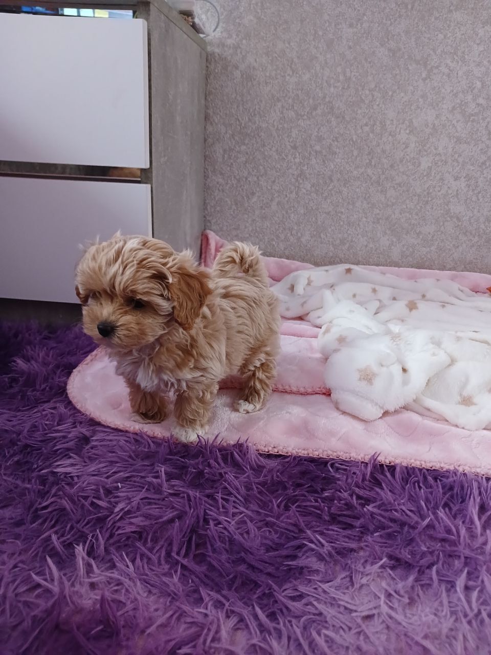 Манюня мікро мальтипу