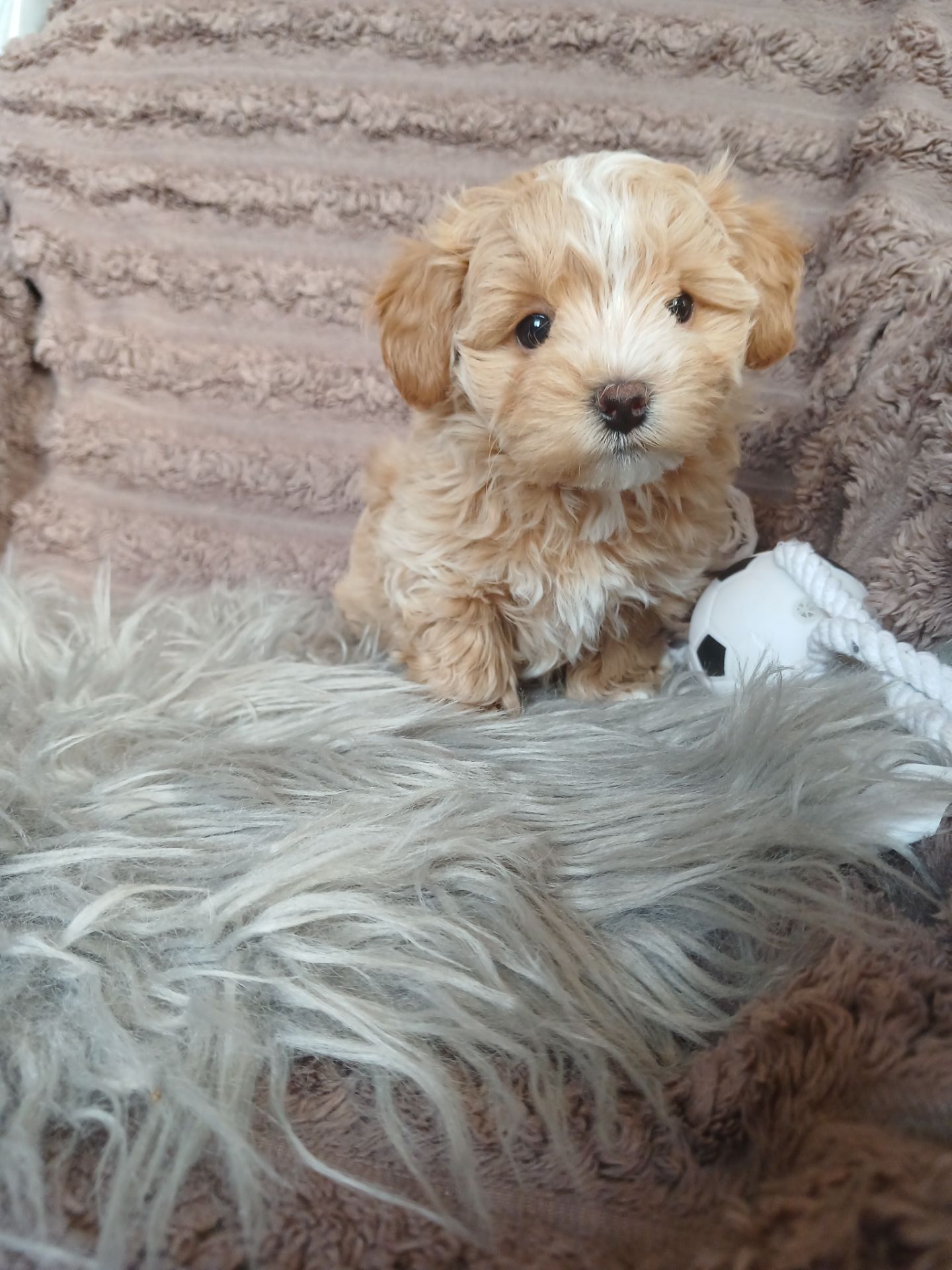 Манюня мікро мальтипу