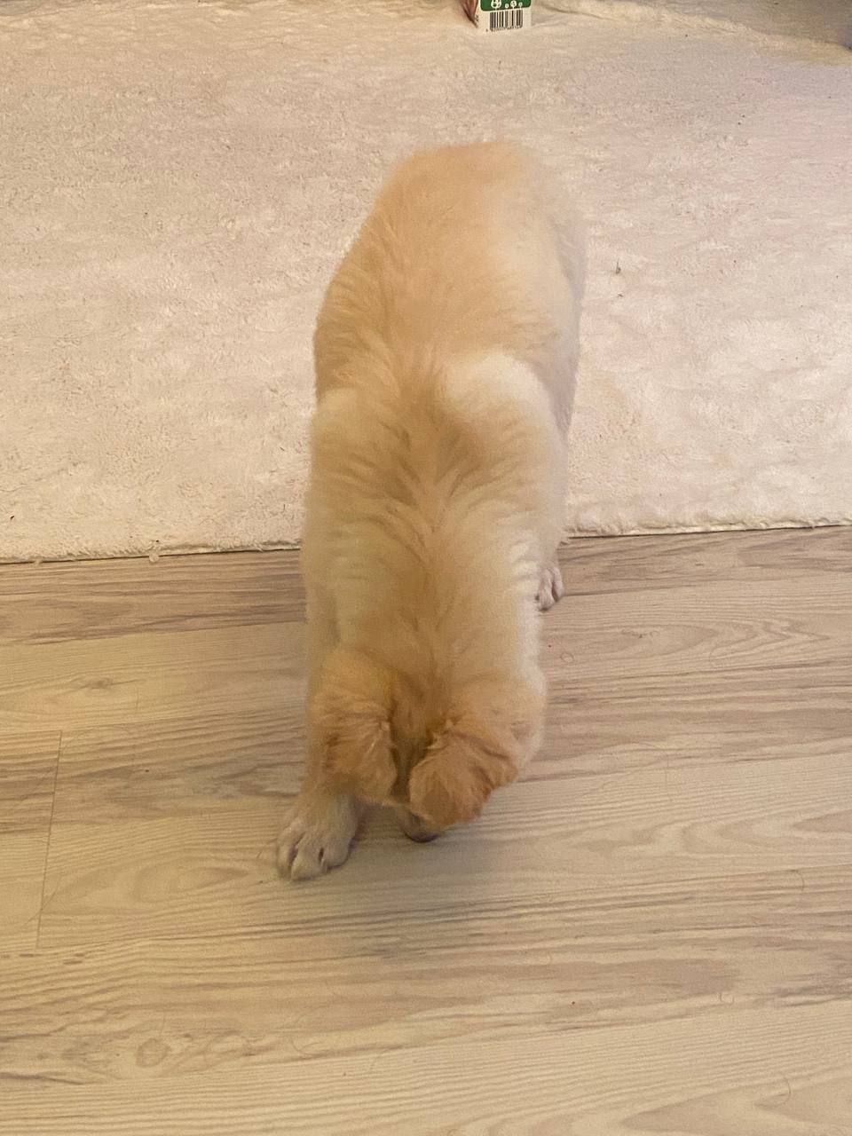 Щенок 3-4 месяцев ищет дом