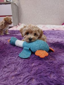 Манюня мікро мальтипу