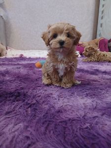 Манюня мікро мальтипу