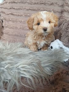 Манюня мікро мальтипу