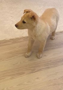 Щенок 3-4 месяцев ищет дом