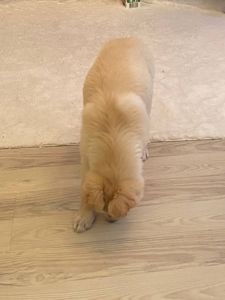 Щенок 3-4 месяцев ищет дом