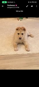 Щенок 3-4 месяцев ищет дом