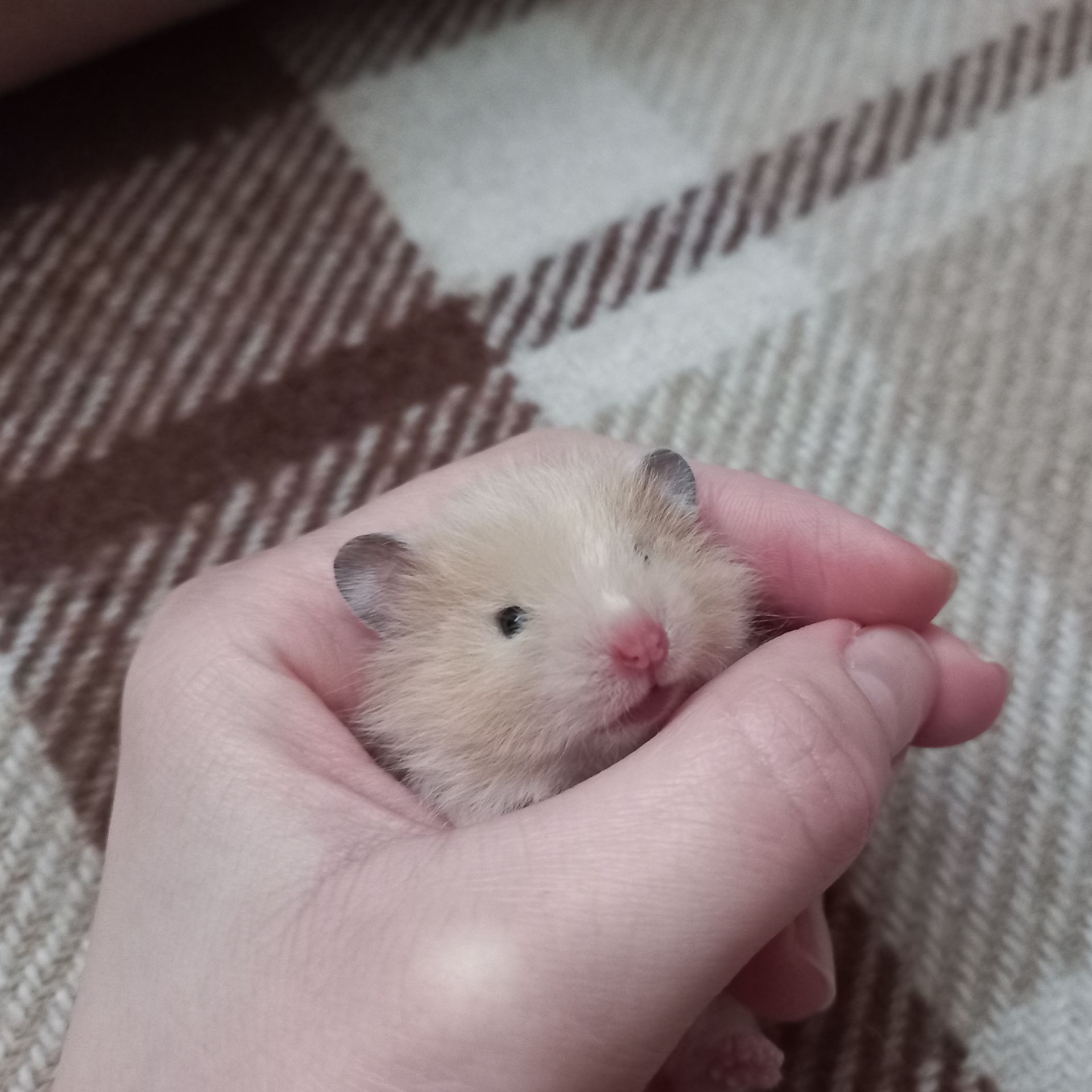 Сирійський хом'ячок