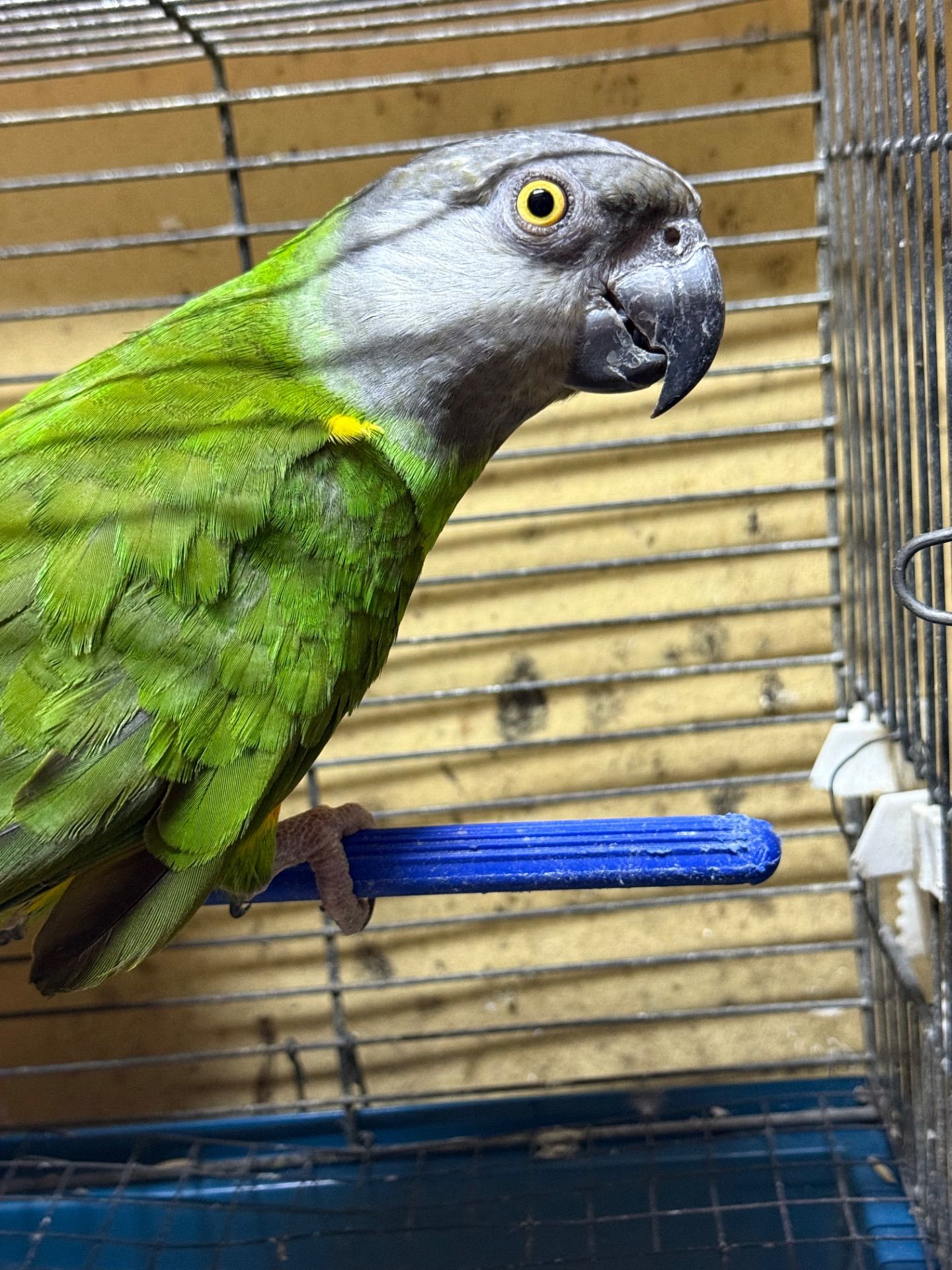 Папуга Сенегал, молоді пташенята ручні