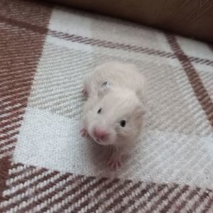 Сирійський хом'ячок