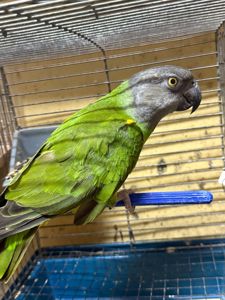 Папуга Сенегал, молоді пташенята ручні