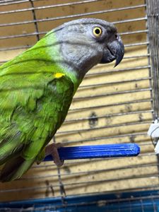 Папуга Сенегал, молоді пташенята ручні