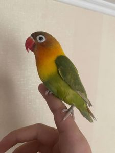 Ручні папуги нерозлучник. Пташенята