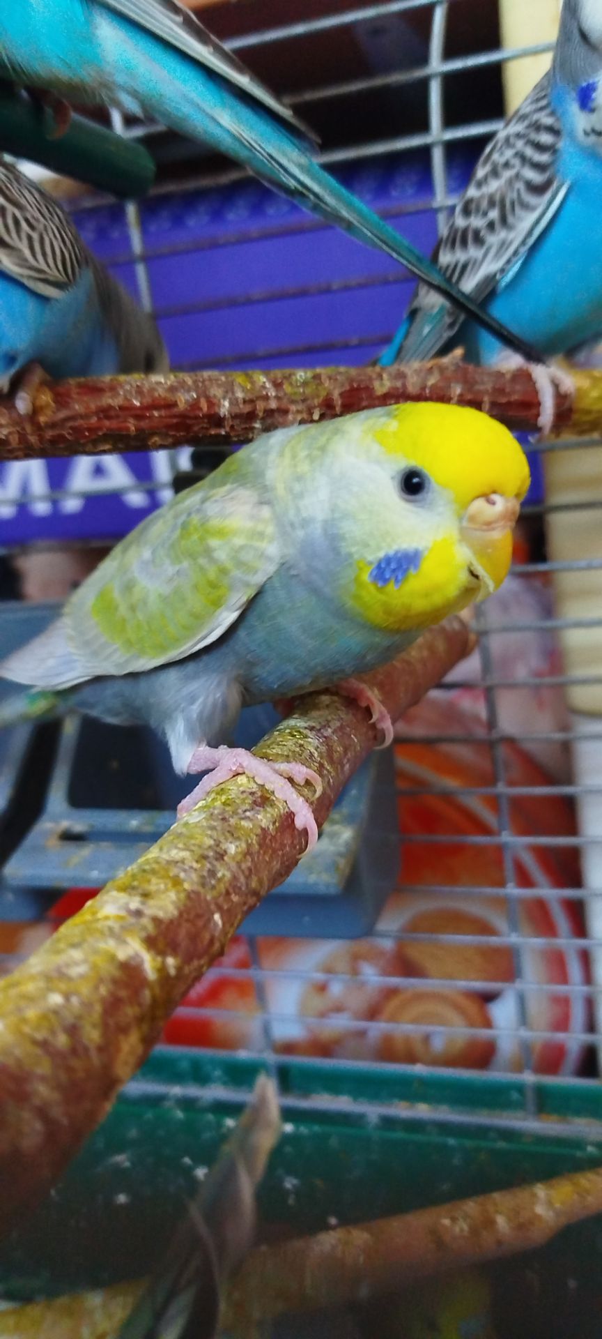 Хвилясті малюки