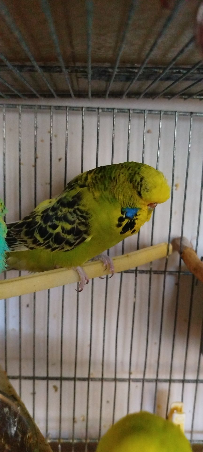 Напівчехи молоді