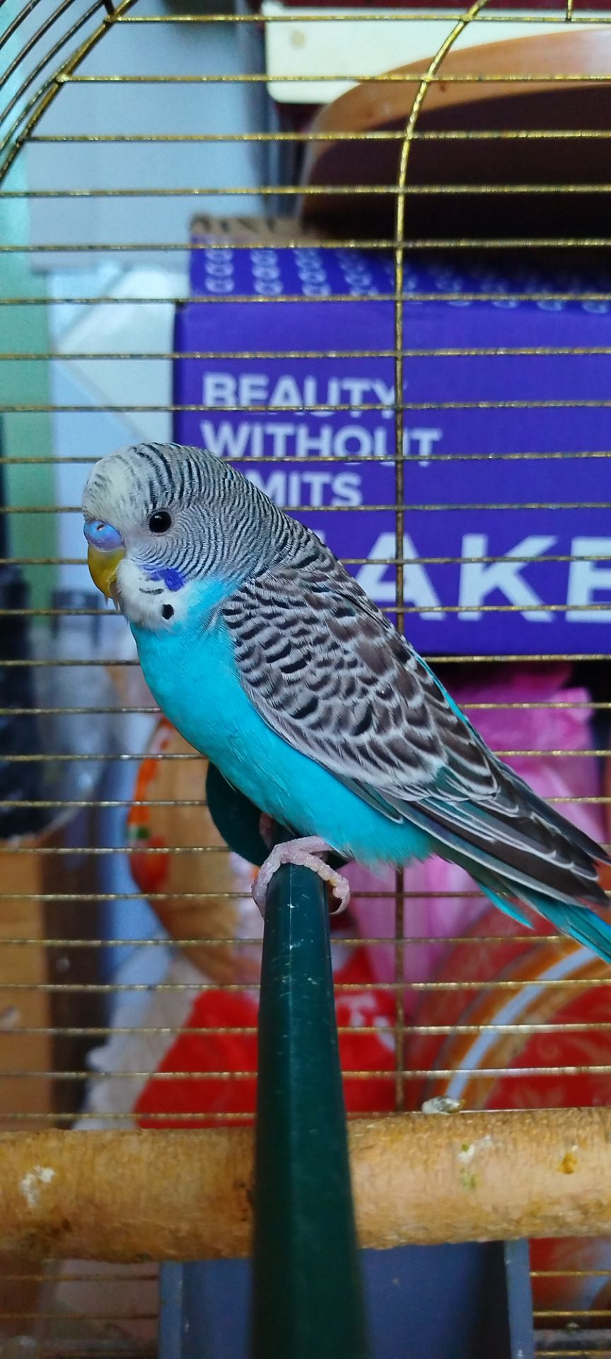 Хвилясті малюки