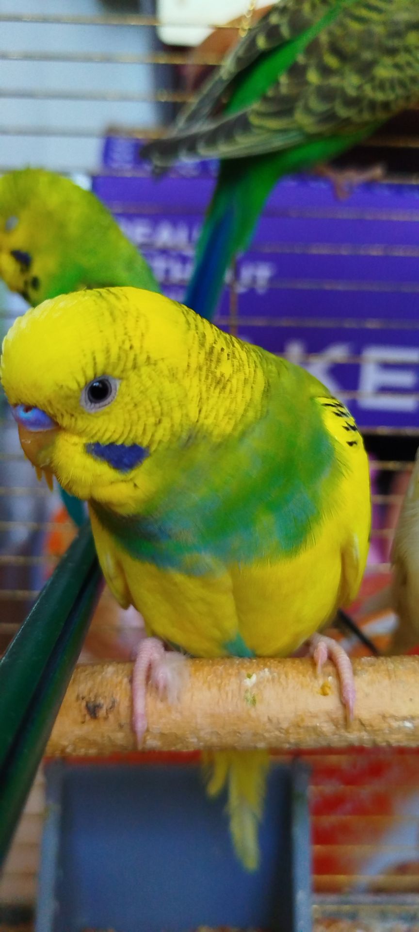 Хвилясті малюки