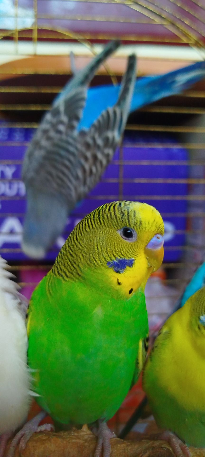 Хвилясті малюки