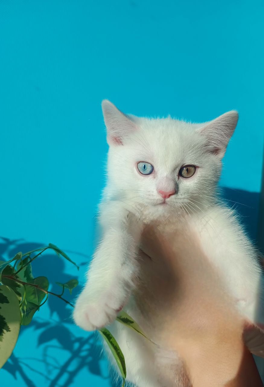 Знижка.Різнокольорові очі, Шотландський прямовухий хлопчик