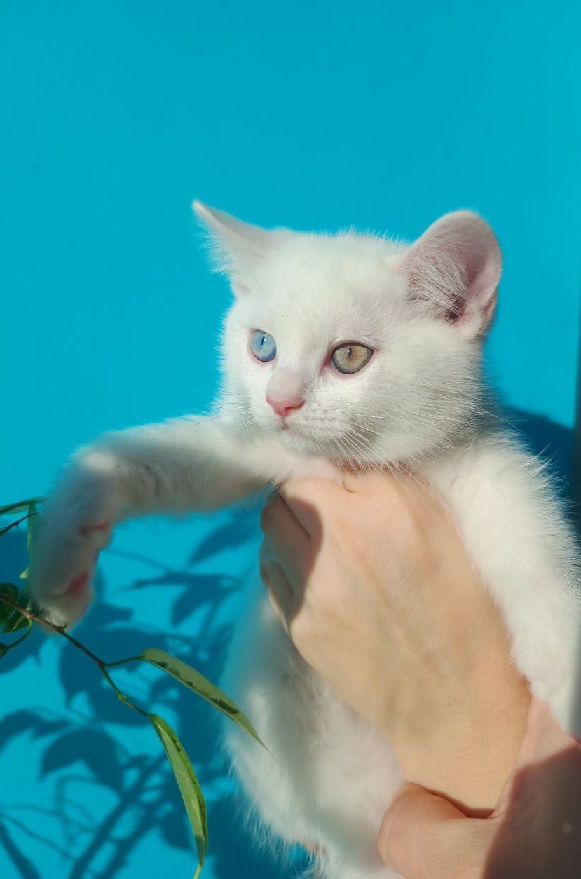 Знижка.Різнокольорові очі, Шотландський прямовухий хлопчик