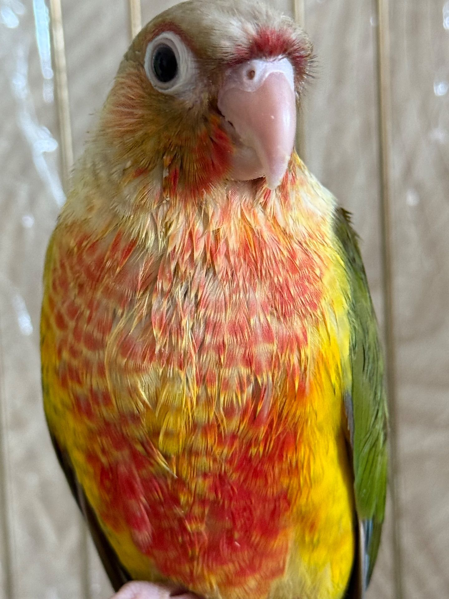 Яскравий та гарний папуга піррура Ананас