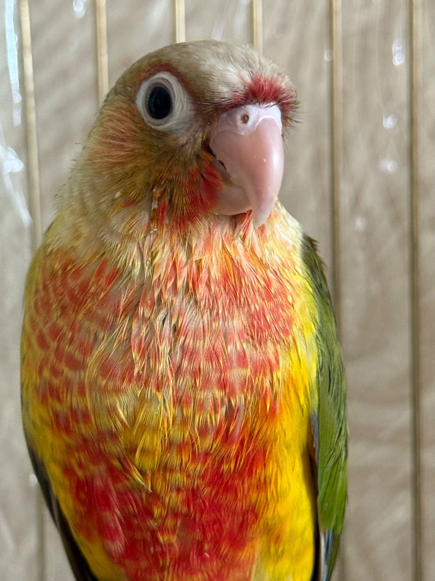 Яскравий та гарний папуга піррура Ананас