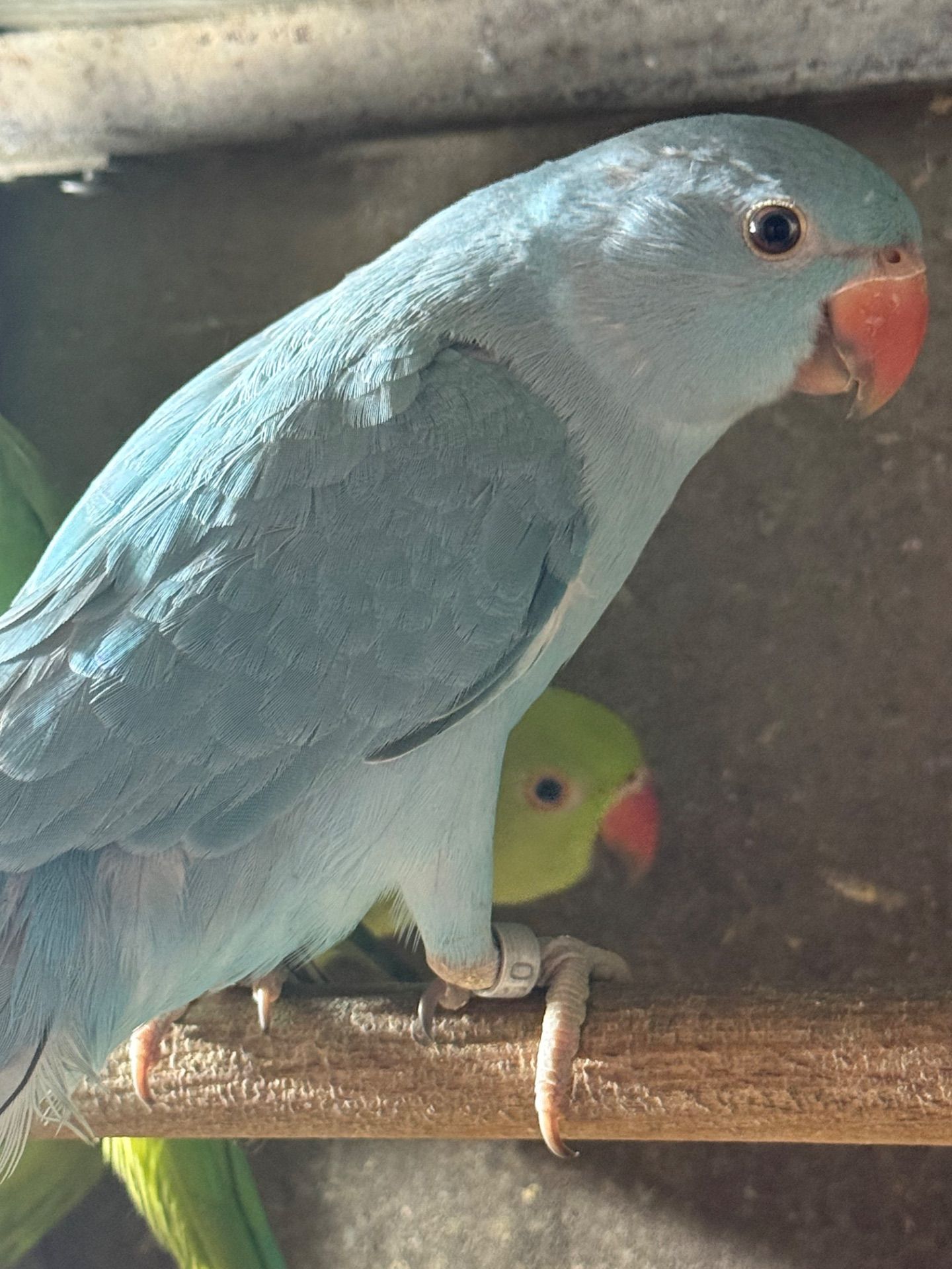 Гарні малюки ожерелового папуги блакитні