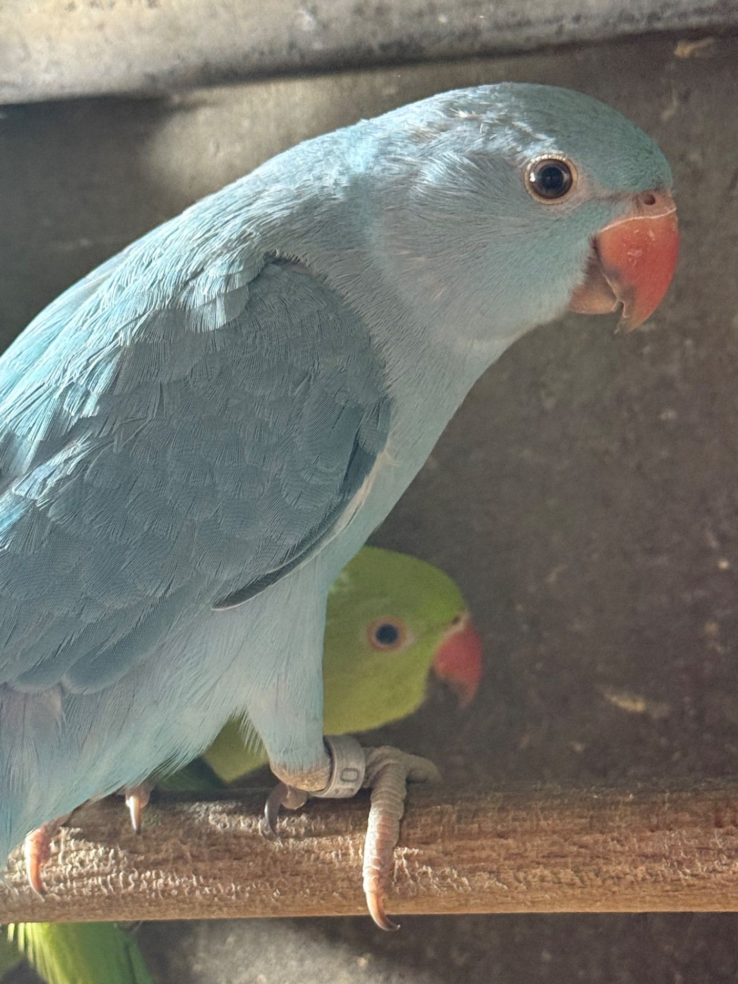 Гарні малюки ожерелового папуги блакитні