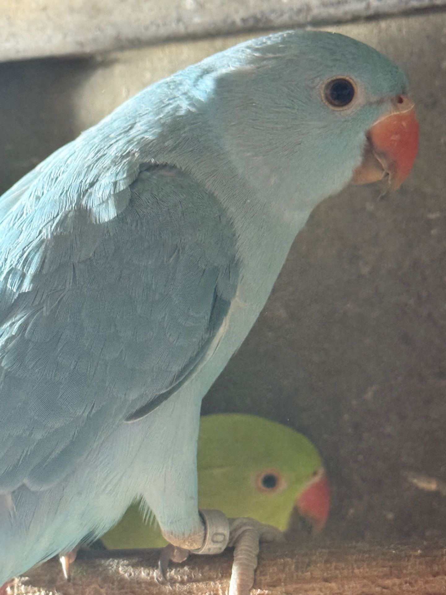 Гарні малюки ожерелового папуги блакитні