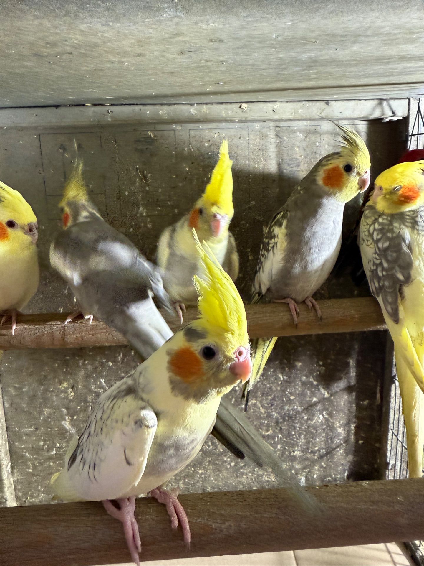 Корелла молоді папуги пташенята