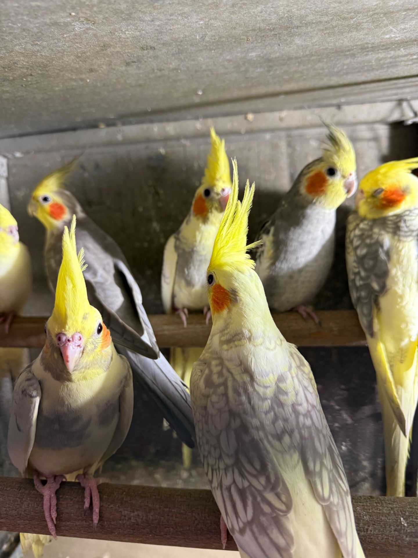 Корелла молоді папуги пташенята