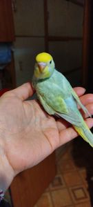 Хвилясті малюки