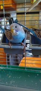 Хвилясті малюки