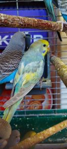 Хвилясті малюки