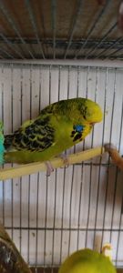 Напівчехи молоді