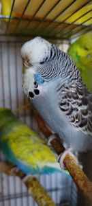 Напівчехи молоді