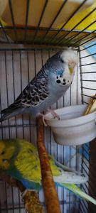 Напівчехи молоді