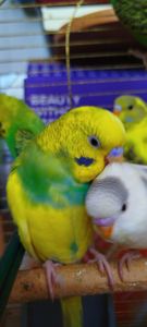 Хвилясті малюки