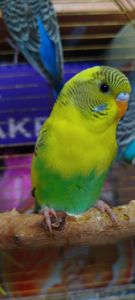 Хвилясті малюки