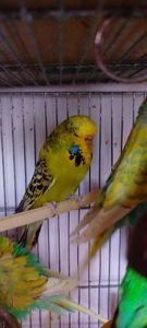 Напівчехи молоді