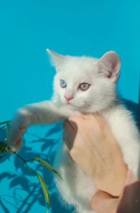 Різнокольорові очі, Шотландський прямовухий хлопчик