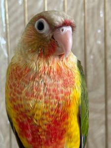 Яскравий та гарний папуга піррура Ананас